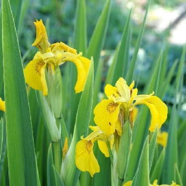 Variegated Yellow Flag Iris | Natorp's Online Plant Store
